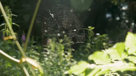 Web on field flowers During the sunset. Video stock 80565177