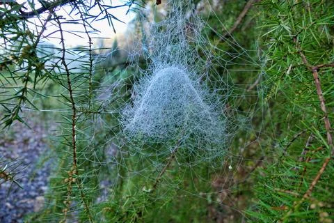 Web of Filmy Dome Spider. Stock Photos