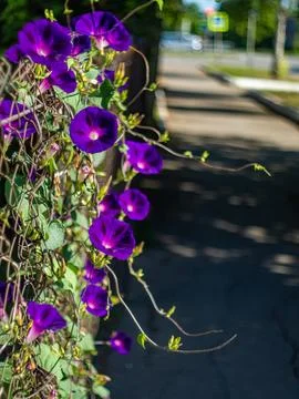 Web of flowers Stock Photos