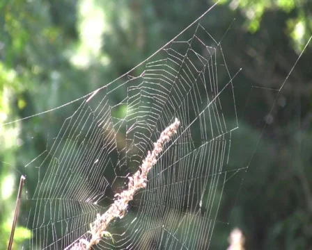  web Vídeo Stock 519910