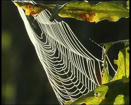 Web Vídeo Stock 566018