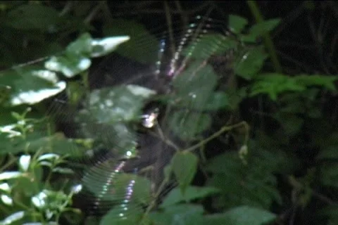 WEB Stock Footage 1068745