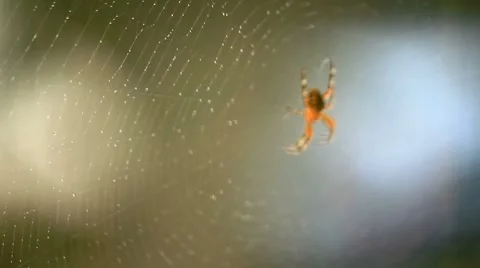 Web Vídeos de archivo 8680795