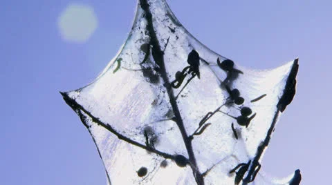 Web. Video stock 22460689