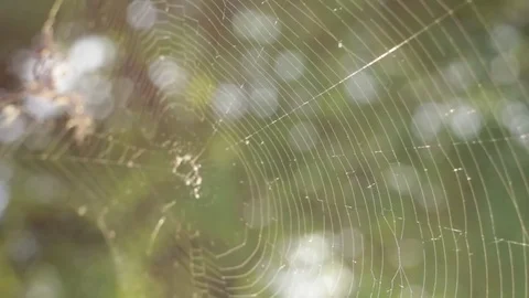 Web Stock Footage 75442757