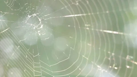 Web Stock Footage 75442780