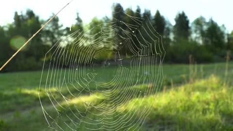 Web Stock Footage 197048121