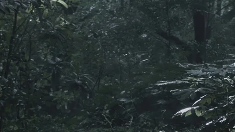 Web gently blows in trees (log) Video stock 126612229