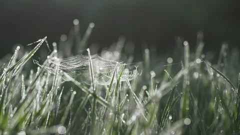 A web in the grass at dawn. Stock Footage 90608974