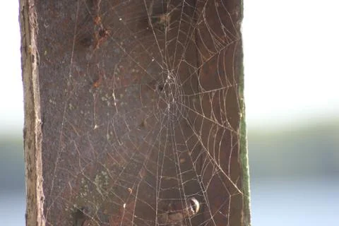 A web on a gray background, a house and a spider trap. a net of fine threads  Stock Photos