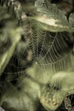 Web green spider Stock Photos