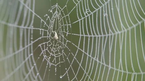 On the web hanging drops of dew. Stock-Footage 109048682