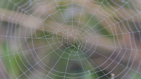 On the web hanging drops of dew. Stock Footage 109049708