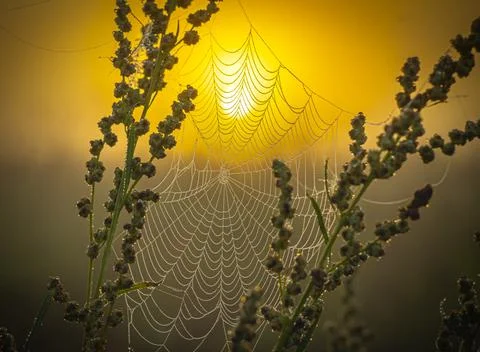 A web hangs with dew drops on the branches of a weed against the backdrop of Stock Photos