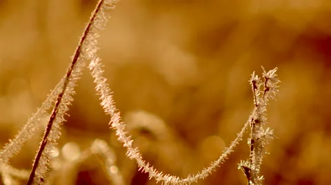 Web in hoarfrost Stock Footage 68682208