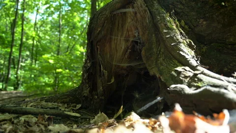 The web is inside the tree, the sun shines through the leaves. Close-up Stock Footage 157974541