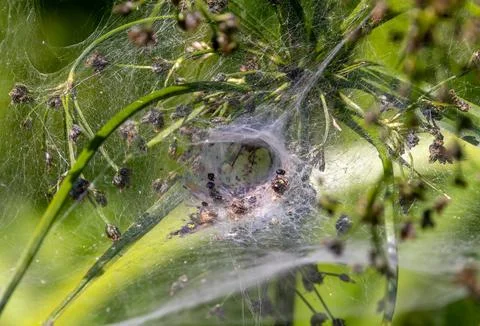 A web of a labyrinth spider (Agelena labyrinthica) on a plant Foto stock