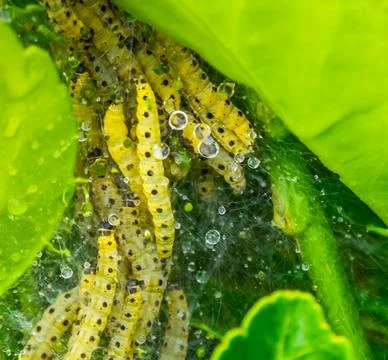Web with larvae of a box tree moth in macro closeup, infested buxus, box wood Stock Photos