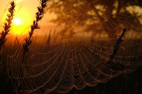 Web in the light of the rising sun Stock Photos
