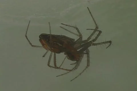 Web of Love - Caught in the Act Stock Footage 263353