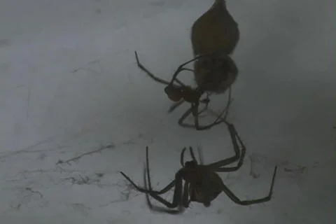 Web of Love - The Egg Sac Stock Footage 263895