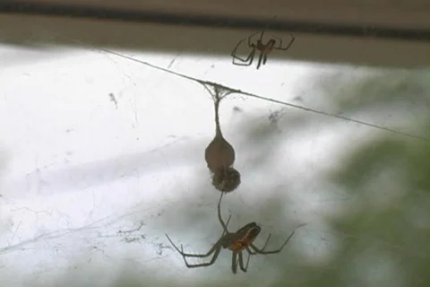 Web of Love - Sharing the Web Stock Footage 263354