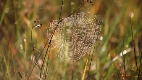 The web is in the morning. Video stock 281703053