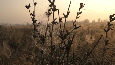 The web is in the morning sun. Drops of dew on the web. Stock Footage 165285212