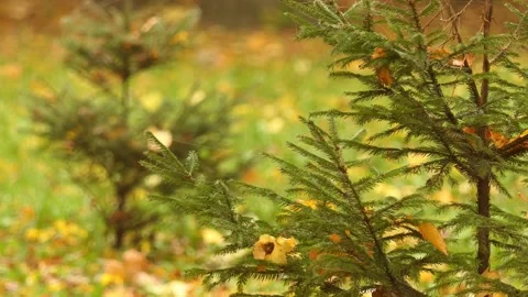 Web on the needles spruce. Picea abies, the Norway spruce or European spruce, Stock Footage 161982095
