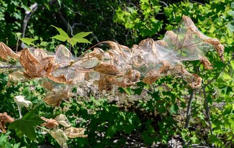 Web nest of the fall webworm. Stock Photos