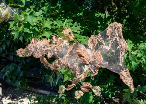 Web nest of the fall webworm. Photos