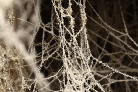 Web patterns created by insects. Foto stock