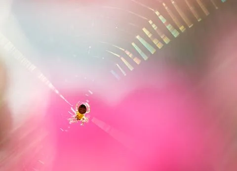 In a web Stock Photos