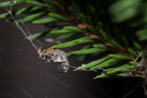 The web Stock Photos