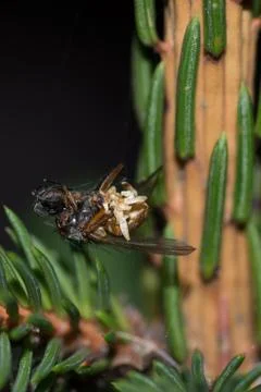 The web Stock Photos