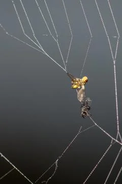 The web Stock Photos