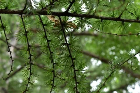 The web of the pine tree branches in Obihiro Japan Stock-Fotos