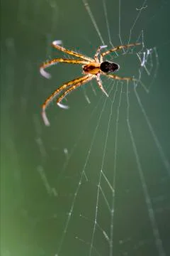 Web pisauridae Stock Photos