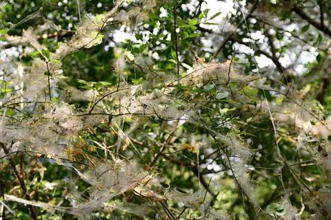 Web on the plant 库存照片