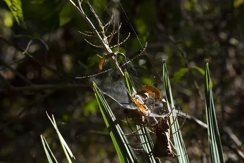 Web on a Plant Stock Photos