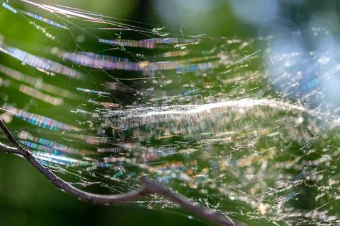 Web on plants in the forest Stock Photos