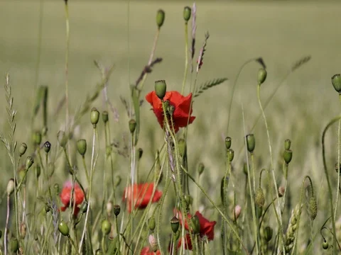 Web Poppy flower Stock Footage 77560305