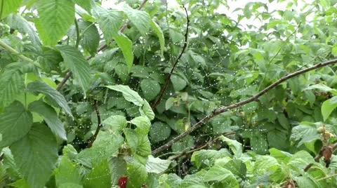 Web on a raspberry bush, all in water drops after a heavy rain Stock Footage 12325908