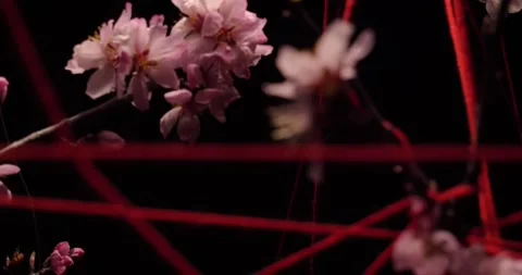 A web of red threads entangles flowering almond branches on a black background Stock Footage 312147301
