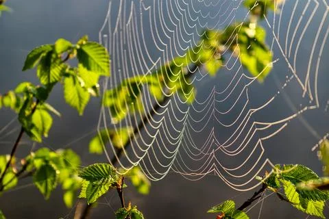 A web is seen stretched between leaves with sunlight shining on it. The clear Stock Photos
