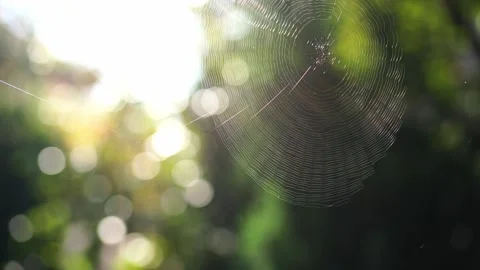 Web sparkles in the sun and sways in the wind Vídeo Stock 268745384