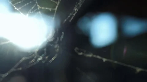 Web of Spider Against Sunrise Stock Footage 72584460