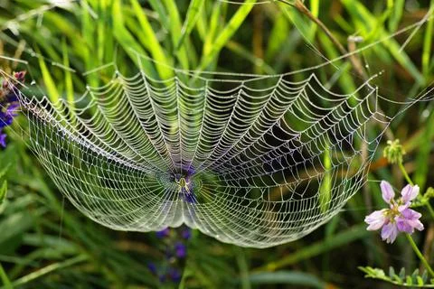 Web of the spider and dew. Spider web with water drops Stock Photos