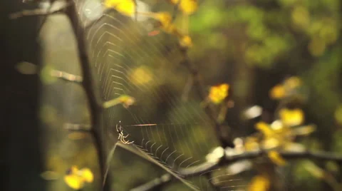Web with spider in autumn grass Stock Footage 43003743