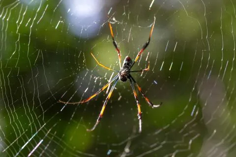 Web with a spider, with a blurry green background Stock Photos